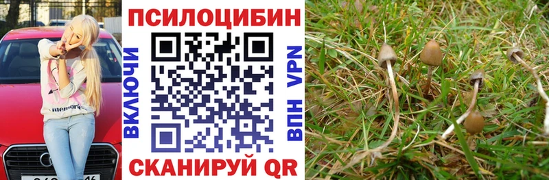 Галлюциногенные грибы Psilocybine cubensis  Покров 